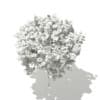 Norway Maple (Acer platanoides) 6.3m - Image 6