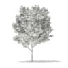 Red Oak (Quercus rubra L.) 10.8m - Image 2
