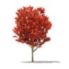 Red Oak (Quercus rubra L.) 10.8m - Image 3
