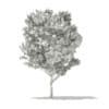 Red Oak (Quercus rubra L.) 10.8m - Image 4