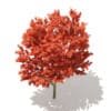 Red Oak (Quercus rubra L.) 10.8m - Image 5