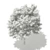 Red Oak (Quercus rubra L.) 10.8m - Image 6