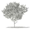 Red Oak (Quercus rubra L.) 13m - Image 2