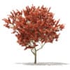 Red Oak (Quercus rubra L.) 13m - Image 3