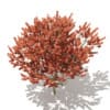 Red Oak (Quercus rubra L.) 13m - Image 5
