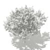 Red Oak (Quercus rubra L.) 13m - Image 6