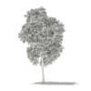 Red Oak (Quercus rubra L.) 17.7m - Image 2