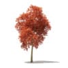 Red Oak (Quercus rubra L.) 17.7m - Image 3