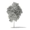 Red Oak (Quercus rubra L.) 17.7m - Image 4