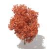 Red Oak (Quercus rubra L.) 17.7m - Image 5