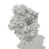 Red Oak (Quercus rubra L.) 17.7m - Image 6