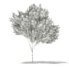 Red Maple (Acer rubrum) 5.7m - Image 2