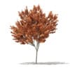 Red Maple (Acer rubrum) 5.7m - Image 3