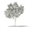 Red Maple (Acer rubrum) 5.7m - Image 4