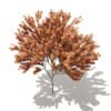 Red Maple (Acer rubrum) 5.7m - Image 5