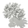 Red Maple (Acer rubrum) 5.7m - Image 6