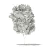 Red Maple (Acer rubrum) 4.7m - Image 2