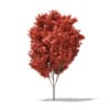 Red Maple (Acer rubrum) 4.7m - Image 3