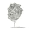 Red Maple (Acer rubrum) 4.7m - Image 4
