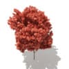 Red Maple (Acer rubrum) 4.7m - Image 5