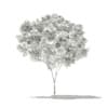 Red Maple (Acer rubrum) 4m - Image 2