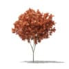 Red Maple (Acer rubrum) 4m - Image 3