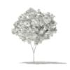 Red Maple (Acer rubrum) 4m - Image 4