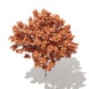 Red Maple (Acer rubrum) 4m - Image 5
