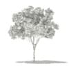 Norway Maple (Acer platanoides) 6.2m - Image 2