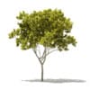 Norway Maple (Acer platanoides) 6.2m - Image 3