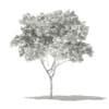Norway Maple (Acer platanoides) 6.2m - Image 4