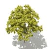 Norway Maple (Acer platanoides) 6.2m - Image 5