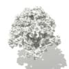 Norway Maple (Acer platanoides) 6.2m - Image 6