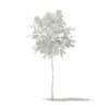 Ginkgo Tree (Ginkgo biloba) 1.8m - Image 2