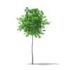 Ginkgo Tree (Ginkgo biloba) 1.8m - Image 3