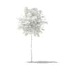 Ginkgo Tree (Ginkgo biloba) 1.8m - Image 4