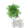 Ginkgo Tree (Ginkgo biloba) 1.8m - Image 5