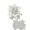 Ginkgo Tree (Ginkgo biloba) 1.8m - Image 6