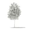Ginkgo Tree (Ginkgo biloba) 3.5m - Image 2