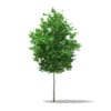 Ginkgo Tree (Ginkgo biloba) 3.5m - Image 3