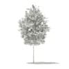 Ginkgo Tree (Ginkgo biloba) 3.5m - Image 4