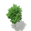 Ginkgo Tree (Ginkgo biloba) 3.5m - Image 5
