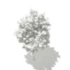 Ginkgo Tree (Ginkgo biloba) 3.5m - Image 6