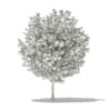 Ginkgo Tree (Ginkgo biloba) 3.6m - Image 2