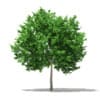Ginkgo Tree (Ginkgo biloba) 3.6m - Image 3