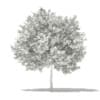 Ginkgo Tree (Ginkgo biloba) 3.6m - Image 4