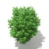 Ginkgo Tree (Ginkgo biloba) 3.6m - Image 5