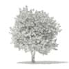 Ginkgo Tree (Ginkgo biloba) 4.3m - Image 2