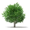Ginkgo Tree (Ginkgo biloba) 4.3m - Image 3
