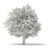 Ginkgo Tree (Ginkgo biloba) 4.3m - Image 4